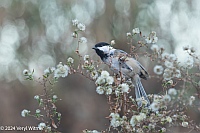 Veryl Witmer, Black-capped Chickadee, Central Park, NYC