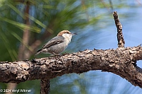 Veryl Witmer, Brown-headed Nuthatch, Babcock-Webb WMA, Charlotte County, FL