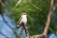Veryl Witmer, Brown-headed Nuthatch, Babcock-Webb WMA, Charlotte County, FL
