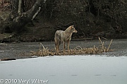 central park, coyote, February 2, 2010, Veryl witmer, hallet, frozen pond, hallet nature sancturary