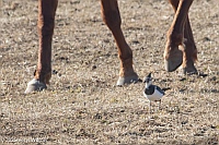 Veryl Witmer, Northern Lapwing, Watermill, Long Island