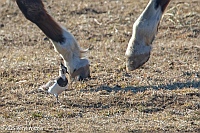 Veryl Witmer, Northern Lapwing, Watermill, Long Island