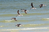 Veryl Witmer, Black Skimmer, Bowditch Point Park, Ft. Myers Beach, FL