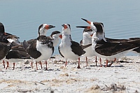 Veryl Witmer, Black Skimmer, Bowditch Point Park, Ft. Myers Beach, FL