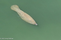 Veryl Witmer, Manatee, South Beach, Miami Beach, FL
