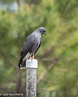 Veryl Witmer, Snail Kite, Powell Creek Preserve, Lee County, FL