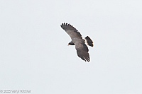 Veryl Witmer, Snail Kite, Powell Creek Preserve, Lee County, FL