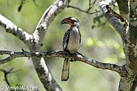 Kruger National Park, Mpumalanga, South Africa, Southern Yellow-billed Hornbill