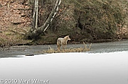 central park, coyote, February 2, 2010, Veryl witmer, hallet, frozen pond, hallet nature sancturary