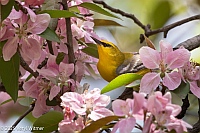 Veryl Witmer, Blue-winged Warbler, Central Park, NYC
