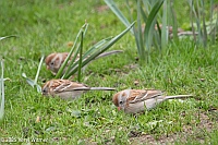 Veryl Witmer, Field Sparrow, Central Park, NYC