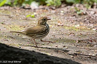 Veryl Witmer, Ovenbird, Central Park, NYC
