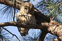 Barred Owl, Central Park, 2011, December