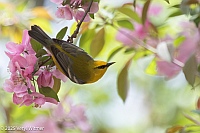 Veryl Witmer, Blue-winged Warbler, Central Park, NYC, April 22, 2025