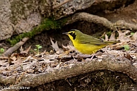 Veryl Witmer, Kentucky Warbler, Central Park, New York, NY
