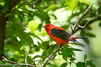 Veryl Witmer, Scarlet Tanager, Central Park, New York, NY