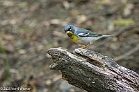 Veryl Witmer, Northern Parula, Central Park, NYC