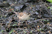 Veryl Witmer, Marsh Wren, The Pool, Central Park, NYC