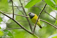 Veryl Witmer, Mourning Warbler, Central Park, NYC