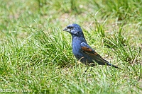 Veryl Witmer, Blue Grosbeak, Central Park, NYC