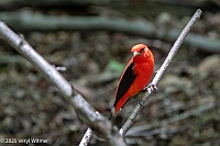 Veryl Witmer, Scarlet Tanager, Central Park, NYC