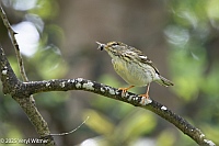 Veryl Witmer, Blackpoll Warbler, Fire Island, Suffolk County, NY