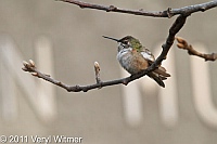 Rufous Hummingbird, Museum of Natural History, December, 2011