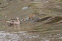 Veryl Witmer, Mallards, Fire Island, Suffolk County, NY