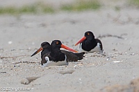 Veryl Witmer, American Oystercatcher, Fire Island National Seashore, Suffolk County, NY