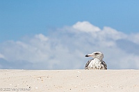 Verlyl Witmer, Great Black-backed Gull, Immature, Fire Island National Seashore, Suffolk County, NY