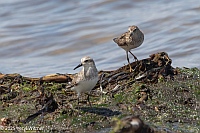 Veryl Witmer, Least Sandpiper, rear, and Semipalmated Sandpiper, Fire Island National Seashore, Suffolk County, NY