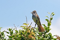 Veryl Witmer, Great Crested Flycatcher, Fire Island, Suffolk County, NY