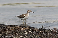 Veryl Witmer, Spotted Sandpiper, Fire Island, Suffolk County, NY