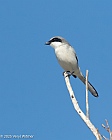 Veryl Witmer, Loggerhead Shrike, Ft. Myers Beach