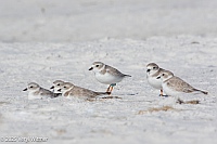 Veryl Wimter, Piping Plover, Ft. Myers Beach