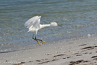 Veryl Witmer, snowy egret, ft. myers beach, fl
