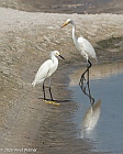 veryl witmer, great egret, snowy egret, ft. myers beach