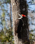 veryl witmer, pileated wookpecker, six mile cyprus slough, ft. myers