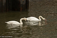veryl witmer, trumpeter swan, mute swan, east river, NYC