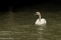 veryl witmer, trumpeter swan, east river, NY