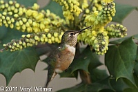 Rufous Hummingbird, Museum of Natural History, December, 2011