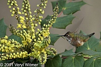 Rufous Hummingbird, Museum of Natural History, December, 2011