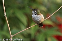 Rufous Hummingbird, Museum of Natural History, December, 2011