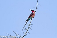 Kruger National Park, Mpumalanga, South Africa, Southern Carmine Bee-eater
