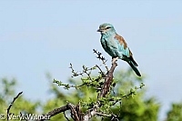 European Roller, Kruger National Park, Mpumalanga, South Africa