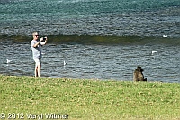 Buffels Bay, Cape of Good Hope, South Africa, Baboon, tourist, photographing