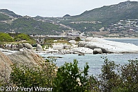 African Penguins, Boulders, South Africa
