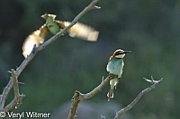 European Bee-eater, Kruger National Park, Mpumalanga, South Africa