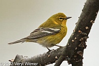 Pine Warbler, The oven, Central Park
