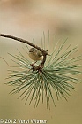 Ruby-crowned Kinglet, Central Park, The Oven
